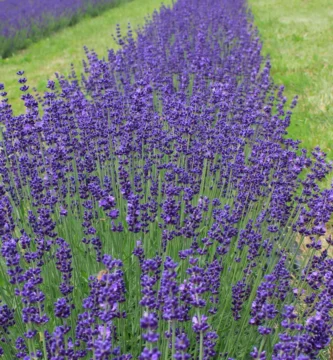 Lavanda en flor (Lavandula angustifolia), una de las plantas cuyo aroma se usa para repeler moscas