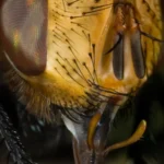 Mosca posada sobre una gota de miel