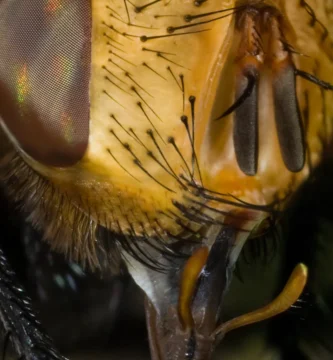 Moscas en la miel: por qué caen y qué significa el dicho 1 Mosca posada sobre una gota de miel