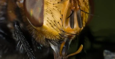 Moscas en la miel: por qué caen y qué significa el dicho 4 Mosca posada sobre una gota de miel