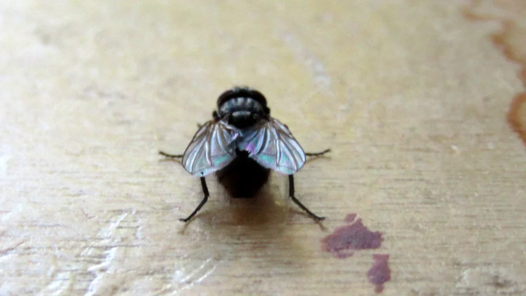 Moscas cartesianas: la mosca de Descartes y el origen de la geometría analítica 1 Mosca comun (Musca domestica) sobre una superficie clara