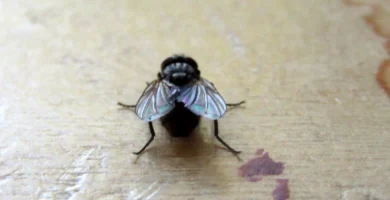 Mosca comun (Musca domestica) sobre una superficie clara