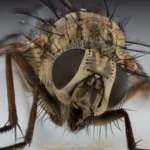 Mosca doméstica (Musca domestica) posada sobre una superficie rugosa