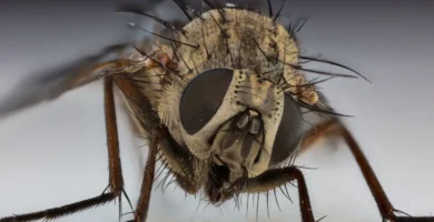 ¿A qué temperatura mueren las moscas? La tabla por fases 5 Mosca doméstica (Musca domestica) posada sobre una superficie rugosa