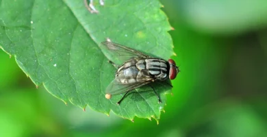 ¿A qué velocidad vuela una mosca? El dato real (y cómo se mide) 10 Mosca doméstica (Musca domestica) posada sobre una superficie rugosa