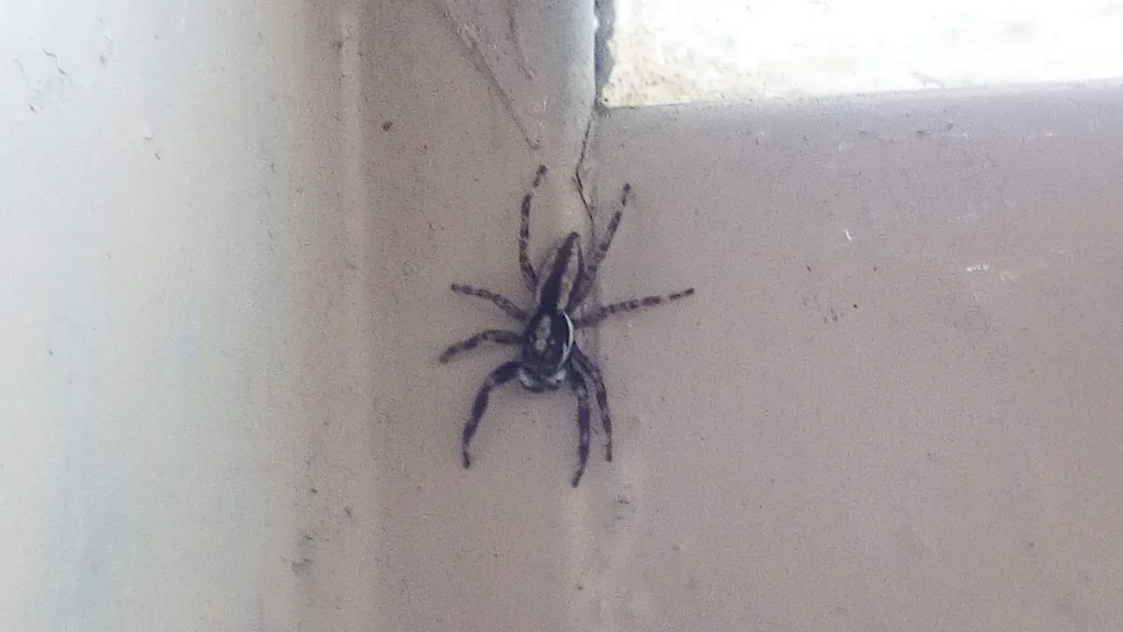 Arañas en casa: cuáles son y si son peligrosas 1 Araña de patas largas en la pared de una vivienda