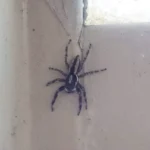 Araña de patas largas en la pared de una vivienda