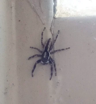 Arañas en casa: cuáles son y si son peligrosas 1 Araña de patas largas en la pared de una vivienda