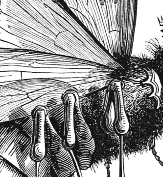 Grabado de Belzebuth con forma de mosca, por Louis Le Breton