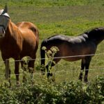 Caballo con máscara antimoscas para protegerse de las moscas