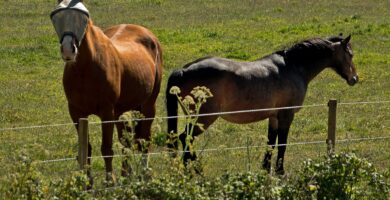 Caballo con máscara antimoscas para protegerse de las moscas