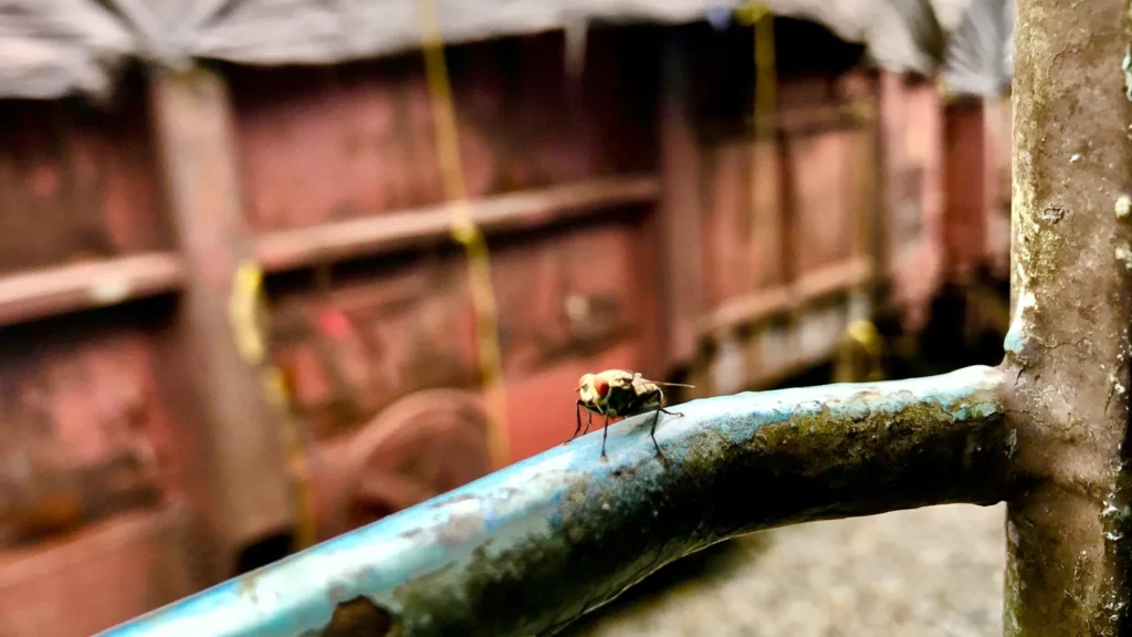 Mosca doméstica posada en el marco de una ventana, desde donde deja sus deyecciones