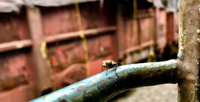 ¿Las moscas hacen caca? Qué son las manchas negras y cómo quitarlas 11 Mosca doméstica posada en el marco de una ventana, desde donde deja sus deyecciones
