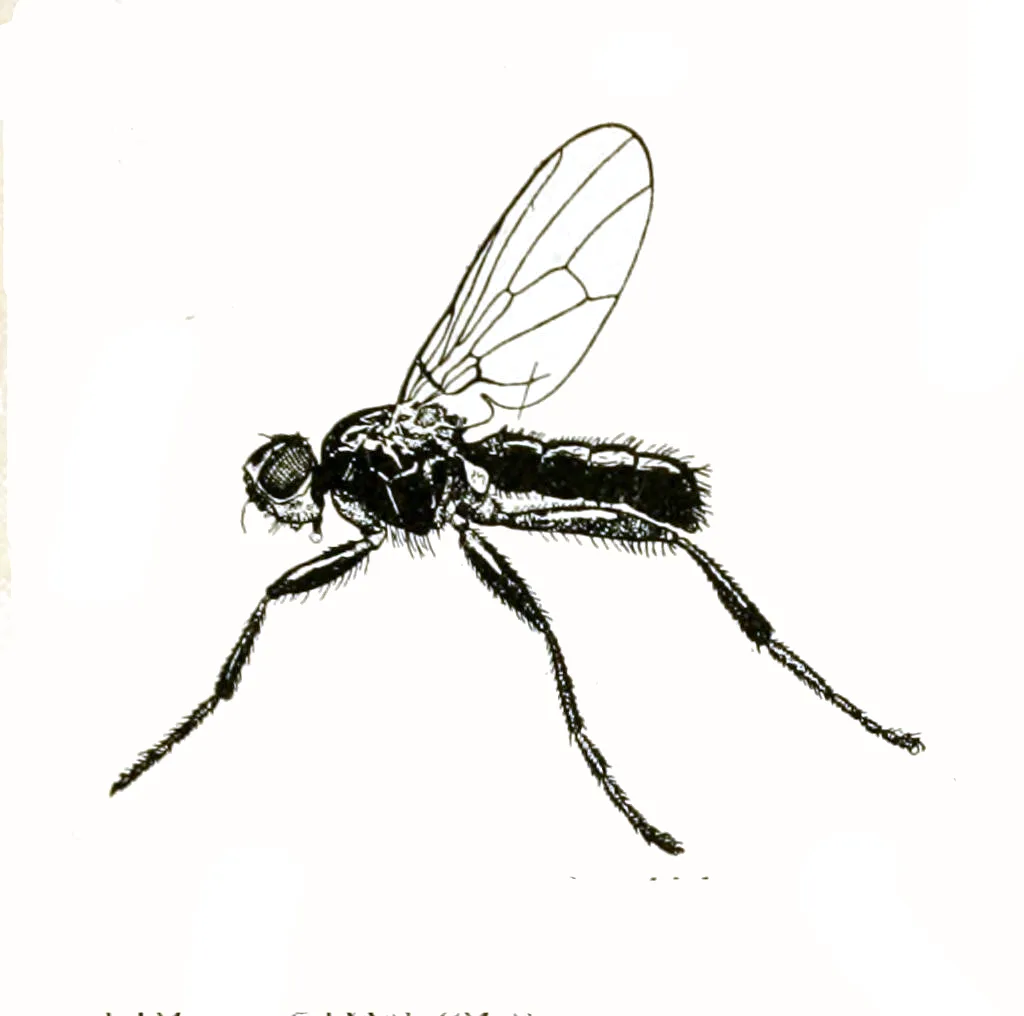 Casu marzu (moscas y quesos) 18 Ilustración antigua de Piophila casei, la mosca del gusano del queso