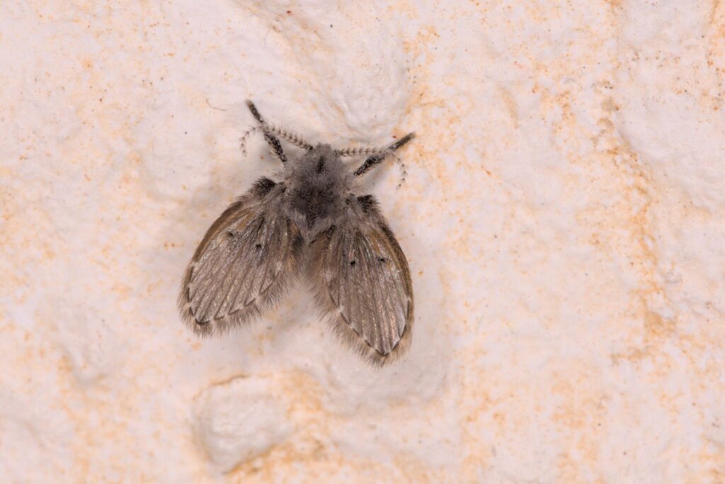 Moscas de la humedad: qué son y cómo eliminarlas del desagüe 1 Mosca de la humedad (Clogmia albipunctata) posada, de aspecto peludo y alas en tejadillo