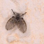 Mosca de la humedad (Clogmia albipunctata) posada, de aspecto peludo y alas en tejadillo