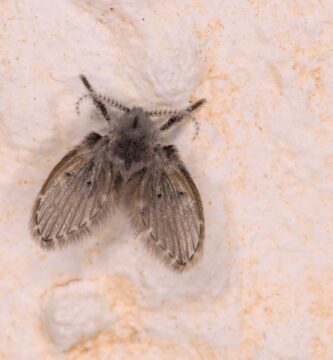 Moscas de la humedad: qué son y cómo eliminarlas del desagüe 2 Mosca de la humedad (Clogmia albipunctata) posada, de aspecto peludo y alas en tejadillo