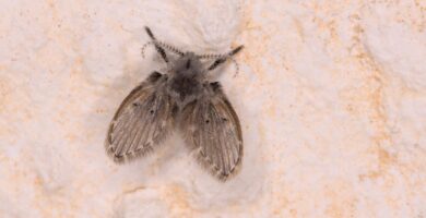 Mosca de la humedad (Clogmia albipunctata) posada, de aspecto peludo y alas en tejadillo