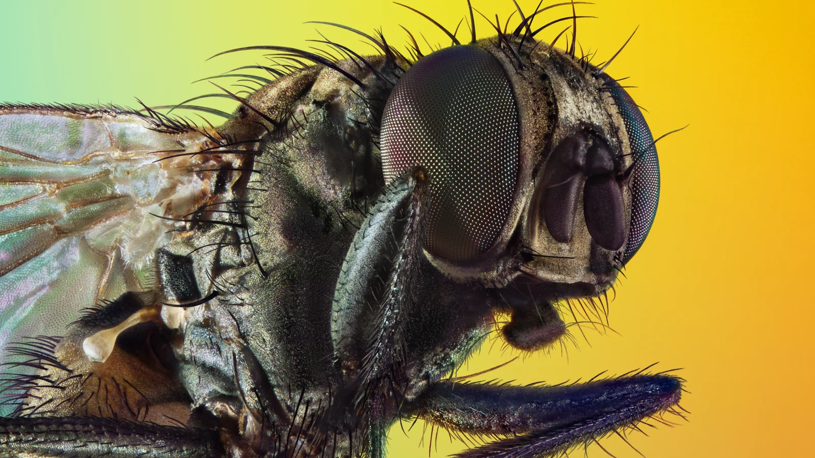 Cómo ven las moscas: ojo compuesto, colores y cámara lenta 6 Cómo miran las moscas: retrato macro de una mosca doméstica posada, con los dos ojos compuestos visibles