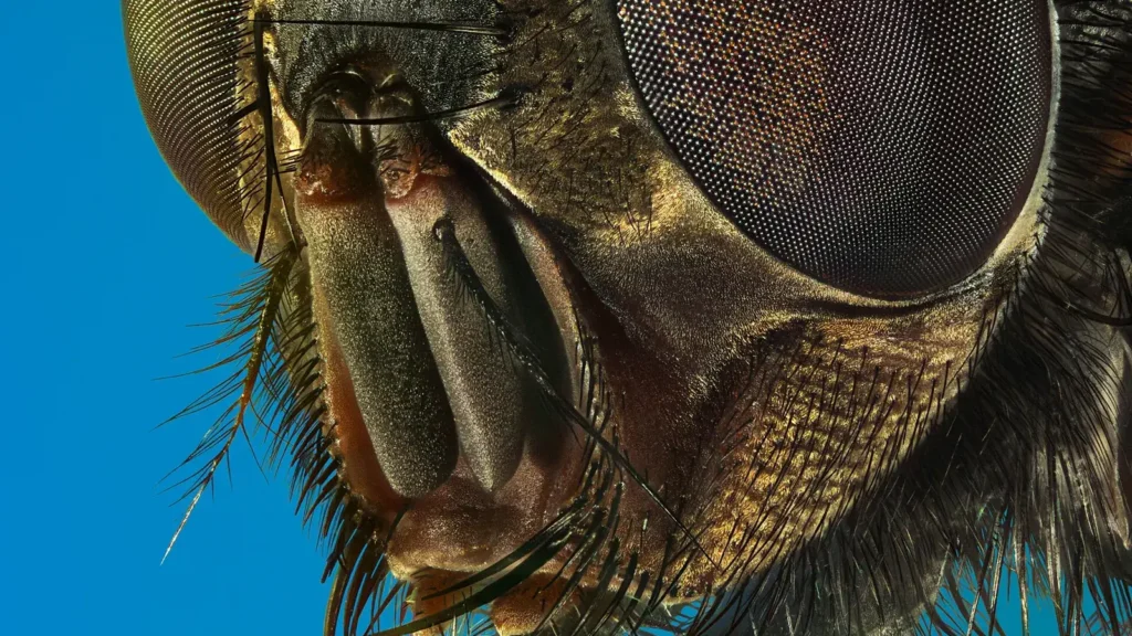 Cómo ven las moscas: ojo compuesto, colores y cámara lenta 1 Primer plano de la cabeza de una mosca doméstica con sus ojos compuestos