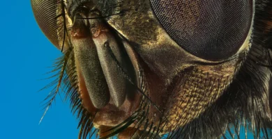 Primer plano de la cabeza de una mosca doméstica con sus ojos compuestos