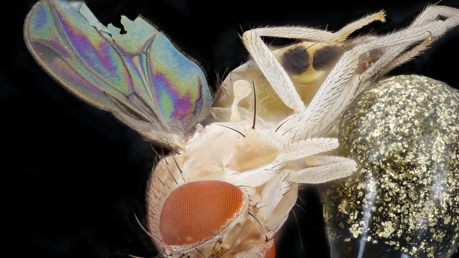 Cómo ven las moscas: ojo compuesto, colores y cámara lenta 5 Cómo ven las moscas a los humanos: cabeza de una mosca de frente en macro, con los ojos compuestos y la trompa