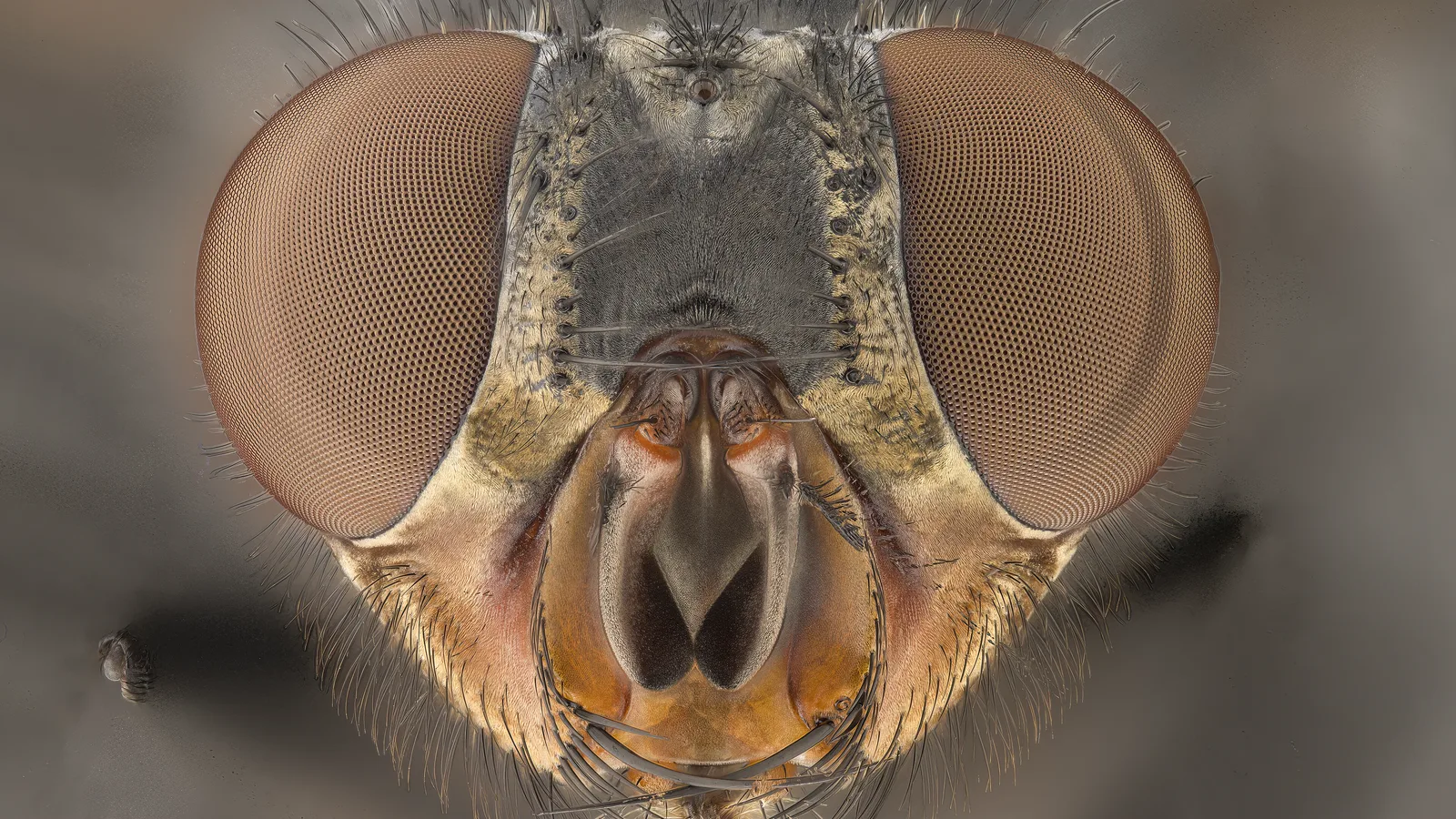 Cómo ven las moscas: ojo compuesto, colores y cámara lenta 3 Cabeza de mosca con los dos ojos compuestos y las quetas: cómo miran las moscas, sin mover los ojos