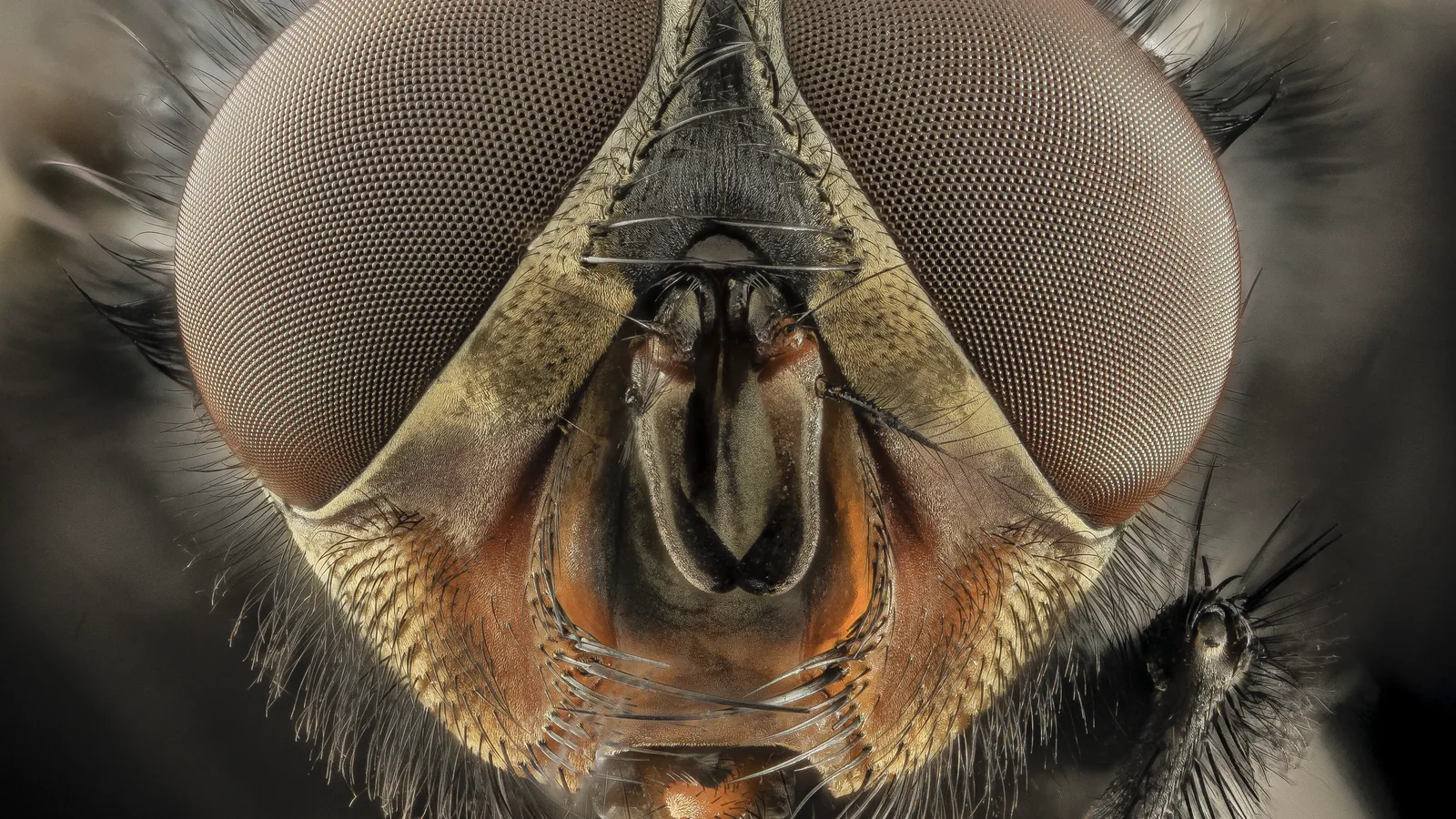 Cómo ven las moscas: ojo compuesto, colores y cámara lenta 7 Cara frontal de una mosca azul Calliphora vicina con los dos ojos compuestos y sus omatidios bien visibles