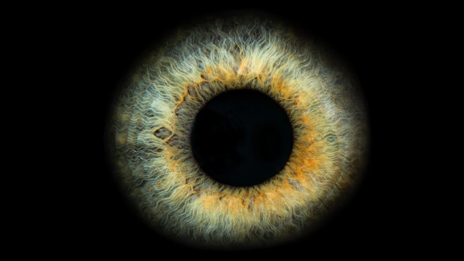 Cómo ven las moscas: ojo compuesto, colores y cámara lenta 4 Iris de un ojo humano en primer plano, el contraste para entender cómo ven las moscas a los humanos