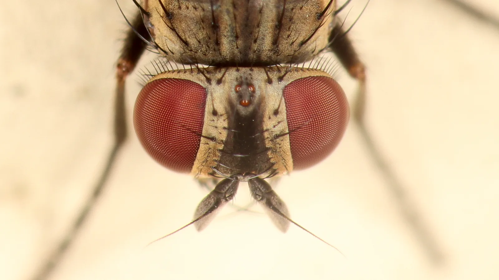 Cómo ven las moscas: ojo compuesto, colores y cámara lenta 2 Ojo compuesto de una mosca doméstica en macro: cómo ve una mosca, con cientos de facetas hexagonales visibles