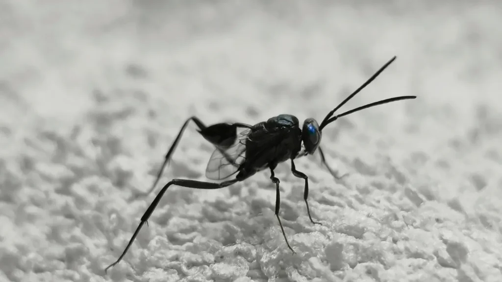 Mosca araña: qué es en realidad (avispa, típula o mosca) 1 Evania appendigaster, la avispa enseña: un insecto que parece una araña pero es una avispa