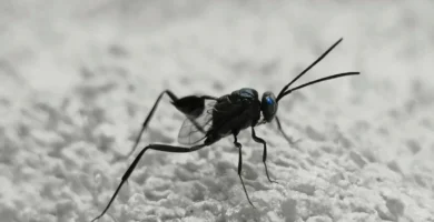 Mosca araña: qué es en realidad (avispa, típula o mosca) 4 Evania appendigaster, la avispa enseña: un insecto que parece una araña pero es una avispa