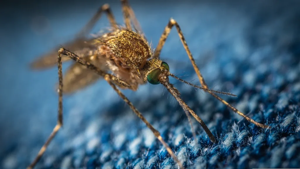 Mosquito (familia Culicidae) alimentándose sobre la piel, el insecto con el que se compara la mosca