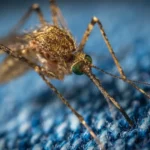 Mosquito (familia Culicidae) alimentándose sobre la piel, el insecto con el que se compara la mosca