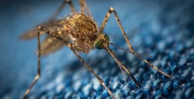 Mosquito (familia Culicidae) alimentándose sobre la piel, el insecto con el que se compara la mosca