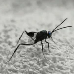 Evania appendigaster, la avispa enseña: un insecto que parece una araña pero es una avispa