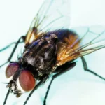 Mosca doméstica (Musca domestica) vista de cerca, con los ojos compuestos rojos