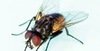 Evolución de las moscas: de dónde vienen y cuándo aparecieron 6 Mosca doméstica (Musca domestica) vista de cerca, con los ojos compuestos rojos