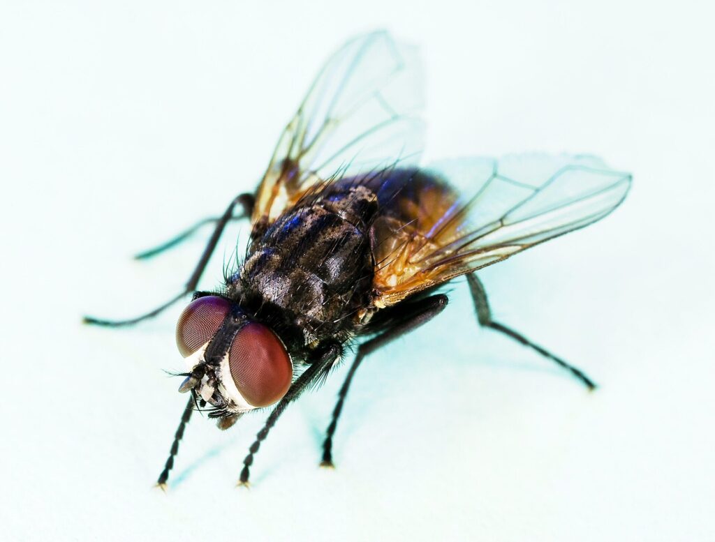 Evolución de las moscas: de dónde vienen y cuándo aparecieron 1 Mosca doméstica (Musca domestica) vista de cerca, con los ojos compuestos rojos
