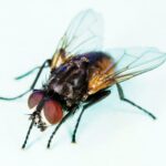 Mosca doméstica (Musca domestica) vista de cerca, con los ojos compuestos rojos