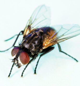 Mosca doméstica (Musca domestica) vista de cerca, con los ojos compuestos rojos