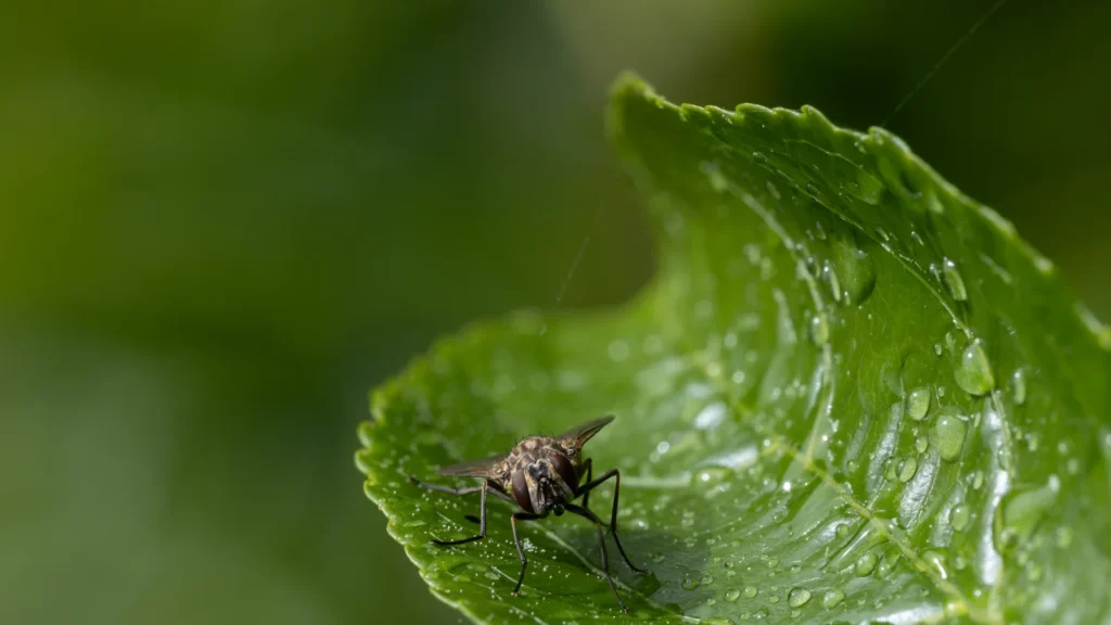Por qué las moscas dan vueltas en círculos en el mismo sitio 1 Mosca doméstica menor (Fannia canicularis) posada sobre una hoja verde