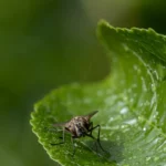 Mosca doméstica menor (Fannia canicularis) posada sobre una hoja verde
