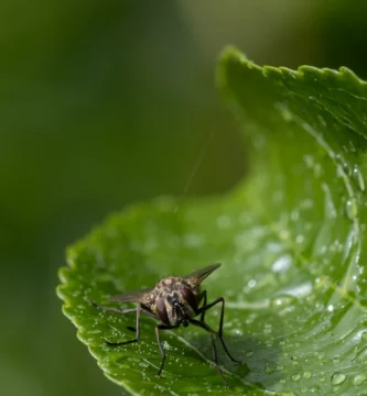 Por qué las moscas dan vueltas en círculos en el mismo sitio 3 Mosca doméstica menor (Fannia canicularis) posada sobre una hoja verde