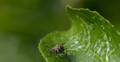 Por qué las moscas dan vueltas en círculos en el mismo sitio 6 Mosca doméstica menor (Fannia canicularis) posada sobre una hoja verde