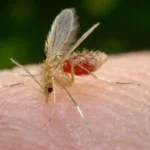 Flebótomo (Phlebotomus papatasi) alimentándose sobre la piel durante una toma de sangre