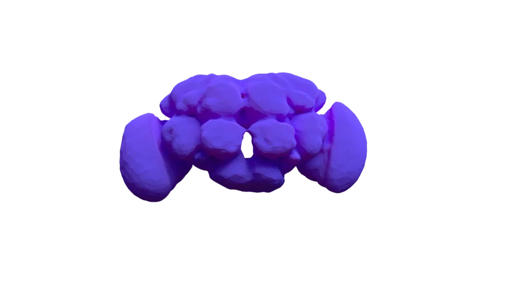Vista frontal del cerebro de una mosca de la fruta (Drosophila melanogaster)