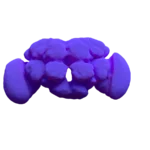 Vista frontal del cerebro de una mosca de la fruta (Drosophila melanogaster)