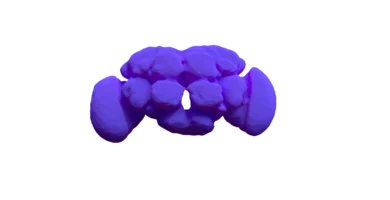 ¿Las moscas tienen cerebro? Cómo es su sistema nervioso 6 Vista frontal del cerebro de una mosca de la fruta (Drosophila melanogaster)