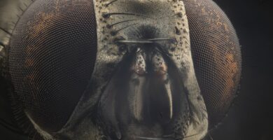 Cabeza y ojos de una mosca doméstica (Musca domestica) en primer plano